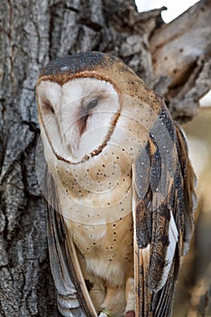 Barn Owl