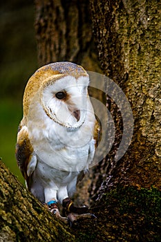 Barn Owl