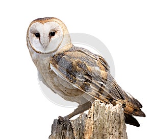 Barn Owl