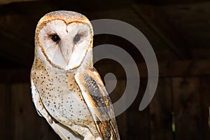 Barn Owl