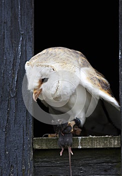 Barn Owl