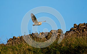 Barn Owl