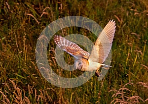 Barn Owl