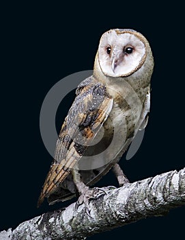 Barn Owl