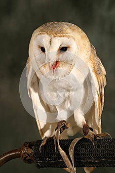 Barn Owl photo