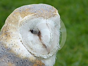 Barn Owl