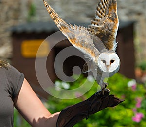 Barn owl