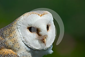 Barn owl