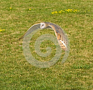 Barn Owl