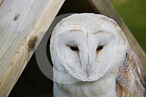 Barn Owl