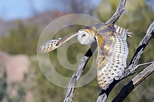 Barn Owl