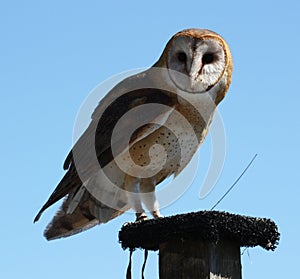 Barn Owl