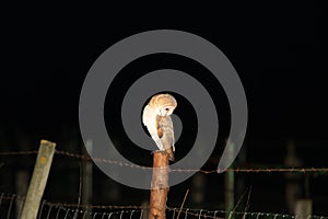 Barn Owl