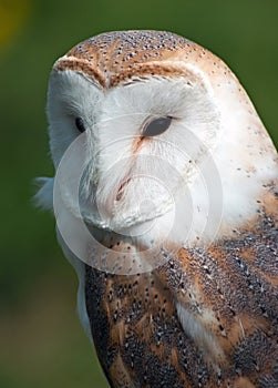 Barn Owl