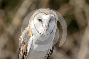 Barn Owl