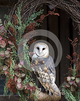 Barn Owl