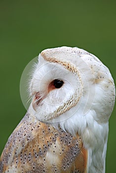 Barn Owl