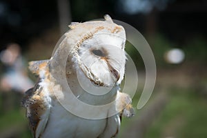 Barn Owl