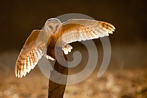 Barn owl
