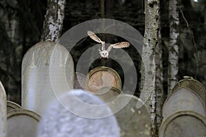 Barn owl above tobstones