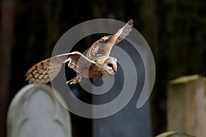 Barn owl above tobstones