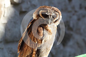 Barn owl African