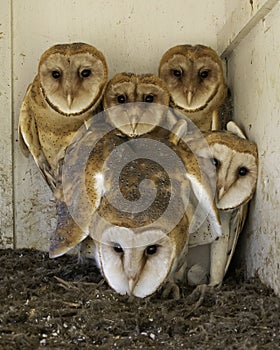 Barn Owl babies in nest box