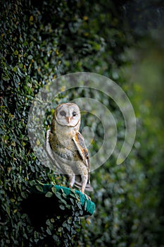 Barn Owl