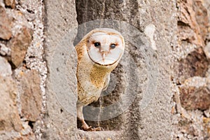 Barn Owl bird