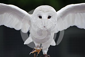 Barn owl bird of prey in falconry display