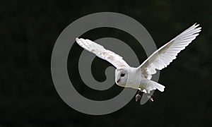 Barn owl bird of prey in falconry display