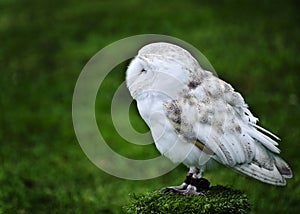 Barn owl bird of prey in falconry display