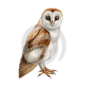 Barn owl bird. Watercolor illustration. Realistic hand drawn wildlife bird. Barn owl on white background. Forest wild