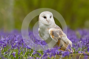 Barn Owl in Bluebells