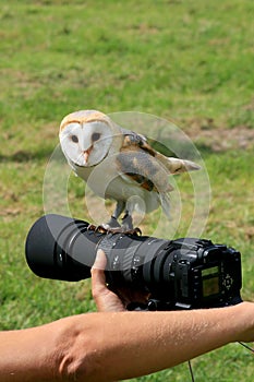 Barn owl upon a camera