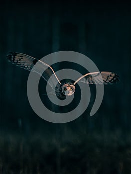 Barn owl captured in mid-flight against the backdrop of a crystal-clear night sky.