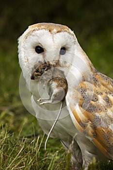 Barn Owl captures a field mouse