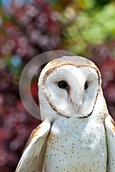 Barn Owl