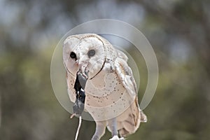 A barn owl