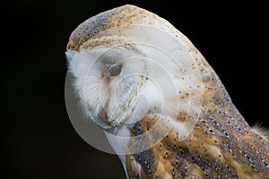 Barn Owl