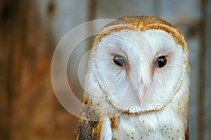 Barn Owl Closeup Portrait