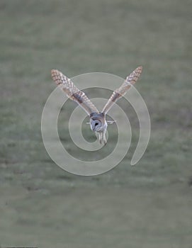 Barn owl coming in to land