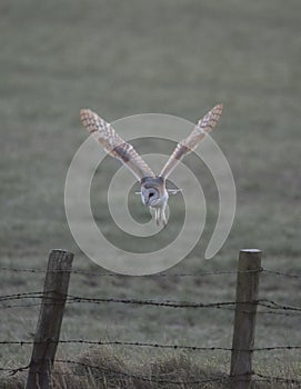 Barn owl coming in to land