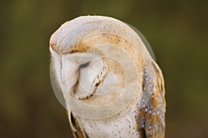 Barn Owl or Common Barn Owl