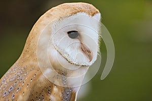 Barn Owl or Common Barn Owl