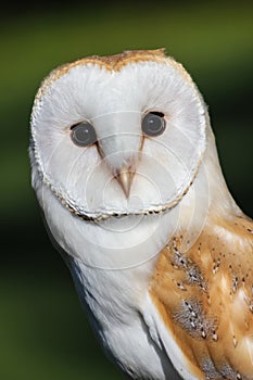 Barn Owl or Common Barn Owl