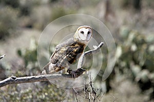 Barn owl in a controlled situation