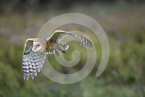 Barn Owl CRC