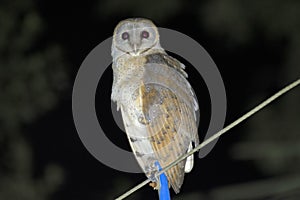 Barn owl, Daudpur, Egra, Purba Medinipur