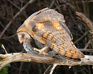 Barn owl eating vole on branch